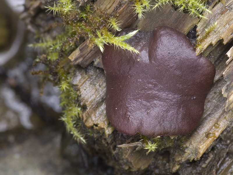 Pachyella violaceonigra